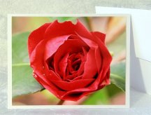 Red Rose Blank flower Greeting Card. Photography by Jere Wilson